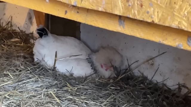 Собираю яйца кур под гнездом Первое Яйцо Марана