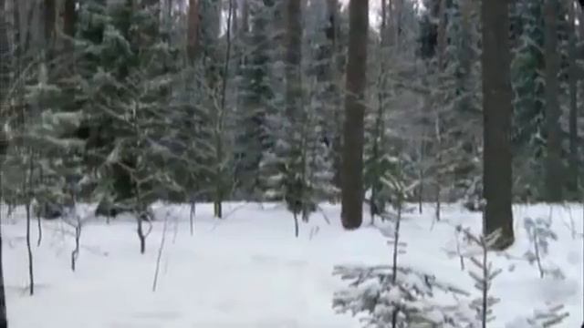 Весьегонская волчица