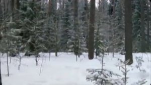 Весьегонская волчица