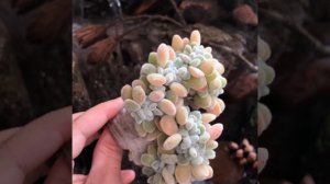 Echeveria Frosty Cristata