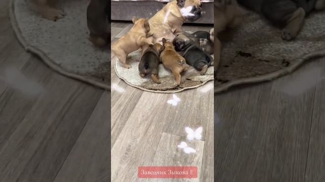 В любое время дня и ночи мамуля деточек накормит смотреть онлайн