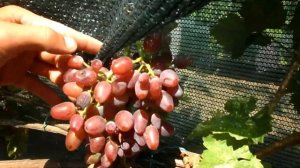 Виноград Винтаж и Дюваль 2020