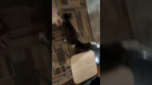 Кошка просит её погладить. смотреть онлайн