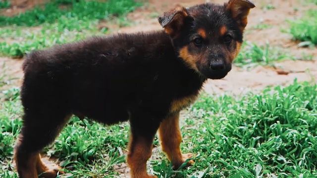 Немецкая овчарка 2 месяца, Немецкая овчарка, Nemis Ovcharkasi, German Shepherd  #StayHome