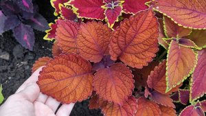 мини-обзор моего сада в августе