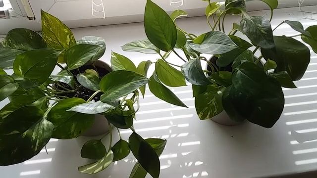 Прикупив собі на ДР зелень Буду вирощувати на підвіконні! Мій сад