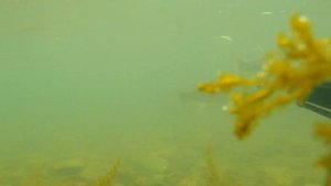 Подводная охота на Пеленгаса (остров Русский, Приморский край, г. Владивосток) морепродукты