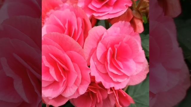 #shorts BEGONIA / БЕГОНИЯ #бегония #клубневаябегония #надатскойклумбе #летниецветы #красивоецветени смотреть онлайн