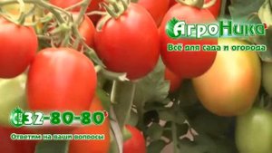 Томат Ушаков