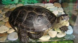 Стоит ли заводить черепашек? Плюсы и минусы содержания домашних черепашек