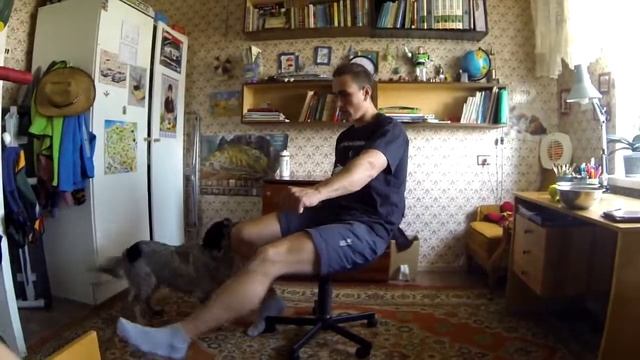 20. Дрессировка в домашних условиях. Дрессировка на стуле :) смотреть онлайн