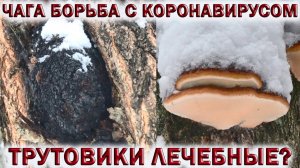 ?ГРИБ ЧАГА БЕРЁЗОВАЯ.?ЛЕКАРСТВО ОТ КОРОНАВИРУСА.?КАК ОПРЕДЕЛИТЬ ЧАГУ.?ТРУТОВИКИ ЛЕЧЕБНЫЕ