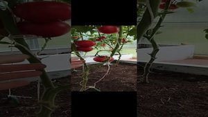 Обзор томатов в моей теплице