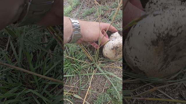 Шампиньон степной. смотреть онлайн