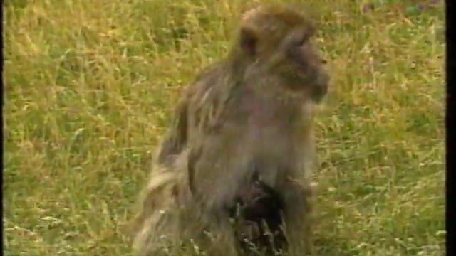 Global TV Metro Toronto Zoo View - Barbary Apes (1995) смотреть онлайн