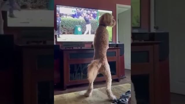 Видео,приколы,юмор,смех