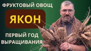 Якон выращивание. Первый опыт