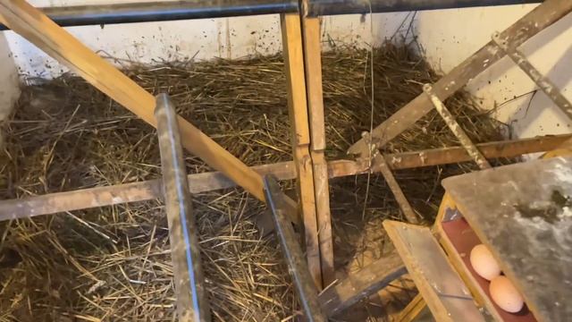 Рацион питания кур несушек для хорошей яйценоскости