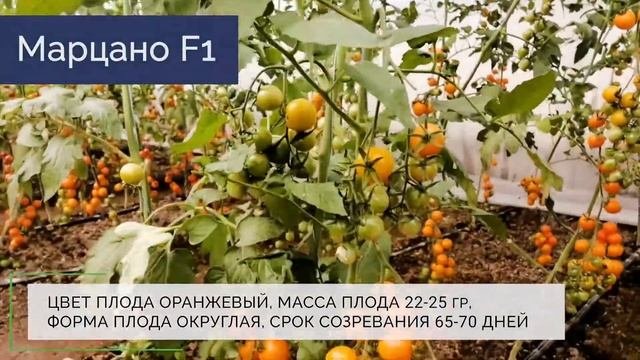 Индетерминантные томаты-черри.