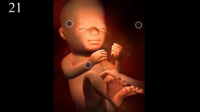 ОТ ЗАЧАТИЯ ДО РОДОВ. ВНУТРИУТРОБНОЕ РАЗВИТИЕ смотреть онлайн