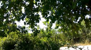 Сад шелковицы в Турции