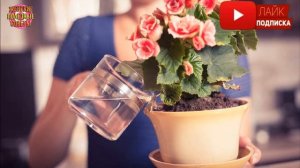 Поливаю растения водой с яичной скорлупой. Посмотрите на результат!