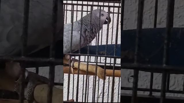 - ... Папа Леничка! - споём: Антошка... - Козел!.. смотреть онлайн