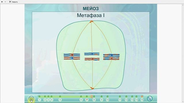 Мейоз смотреть онлайн