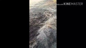 Как правильно кормить быков на откорме.