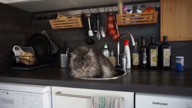 BiG MAINE COON CAT Black Silver // LIFE with the Biggest cat in the world (Lion cat, Lynx cat) смотреть онлайн