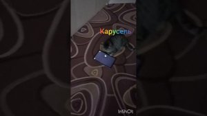 Анонс Игры Для Кошек (Карусель Classic осень 2025)