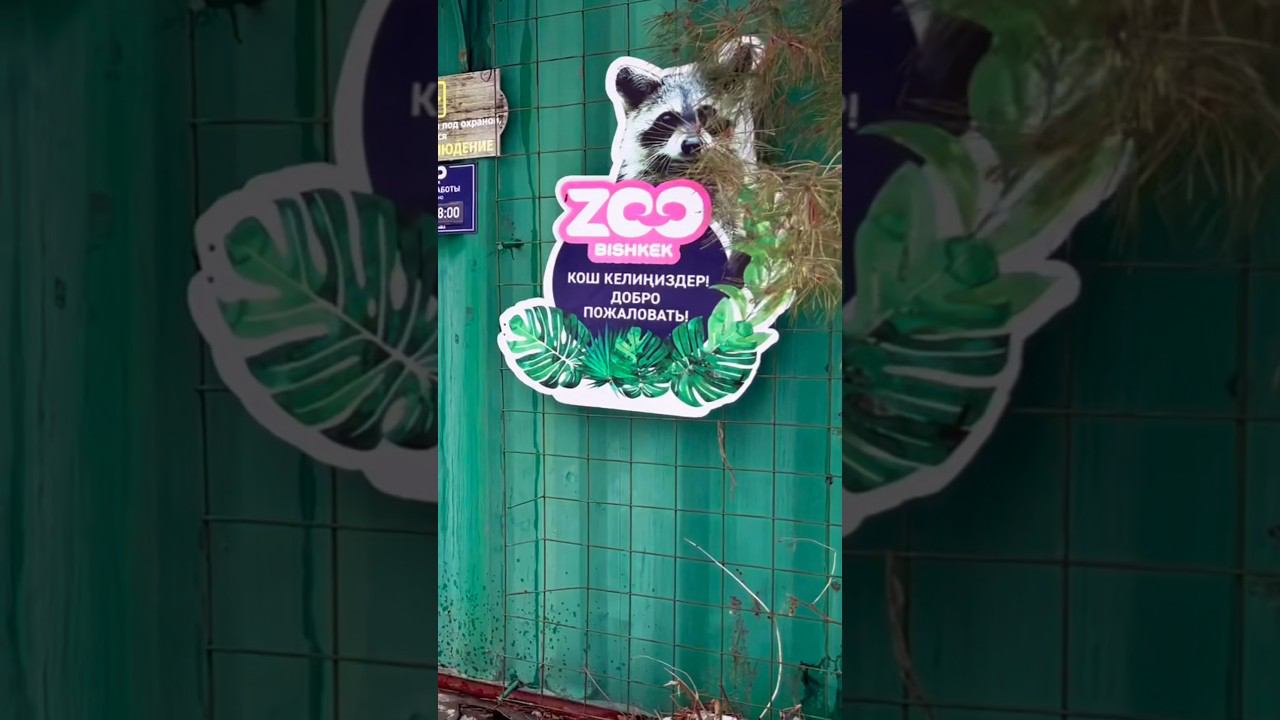 Альпака звезда этого ZOO #zoobishkek #зоопарк #животные смотреть онлайн