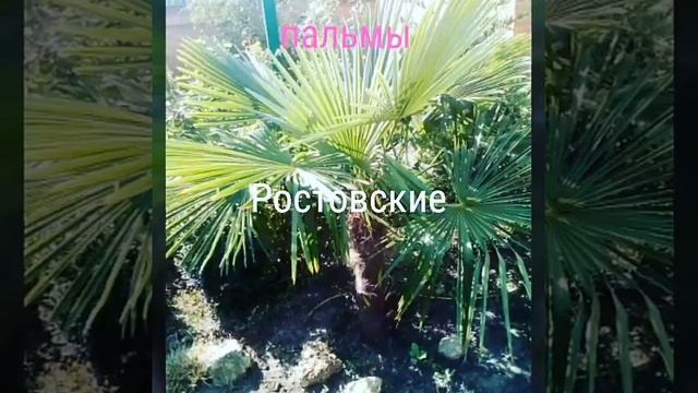Мои пальмы "Танаис" Ростовская обл
