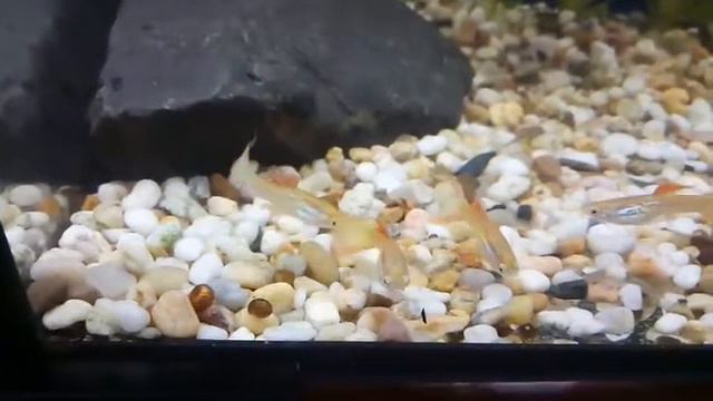 Гуппи（розовая филигрань） смотреть онлайн