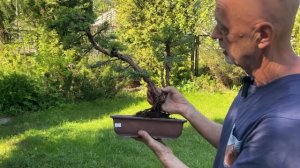 Пересадка можжевельника бонсай. Андрей Дарусенков