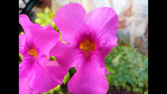 🍀 Incarvillea (Incarvillea delavayi Bureau & Franch.). 🍀