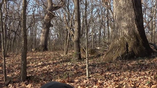 WE HIT THE MOTHER LODE!!! Surrounded by Gobblers! - Calling All Turkeys смотреть онлайн