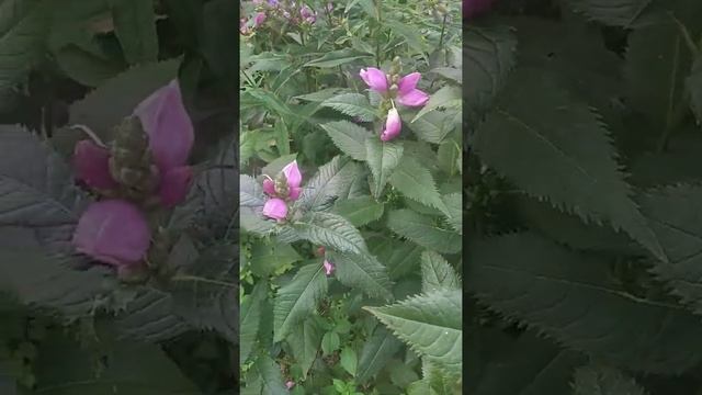 Flowers Chelone obliqua or pink/red/rose turtlehead #Shorts