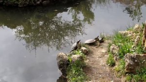 Когда лопнет Горячий Ключ от приезжих? Информация для переезжающих на ПМЖ на Кубань