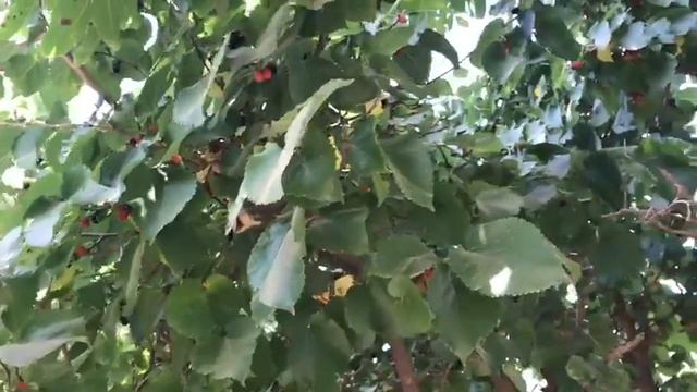 Желания детей кушают тутовник (ШАХТУТ) смотрите описание
