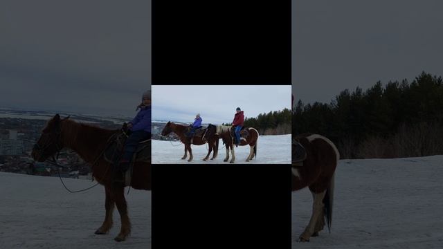 катание на лошадях в Белокурихе