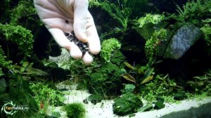 Улитки Теодоксусы - ПАНАЦЕЯ ОТ ВОДОРОСЛЕЙ в аквариуме!