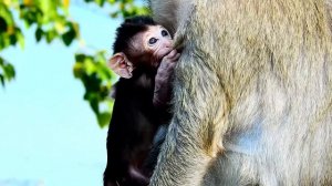 Adorable Baby Madea Macaque Wildlife Making Activity So Lovely