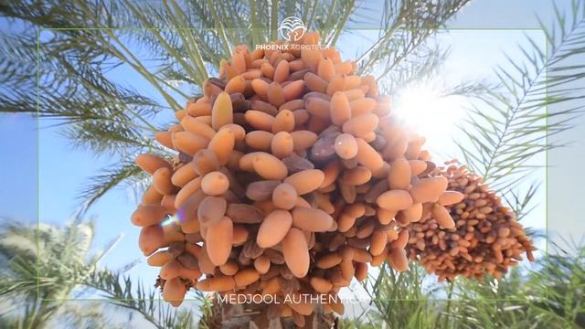 Phoenix Agrotech 2016 International Date Festival - Erfoud Morocco смотреть онлайн