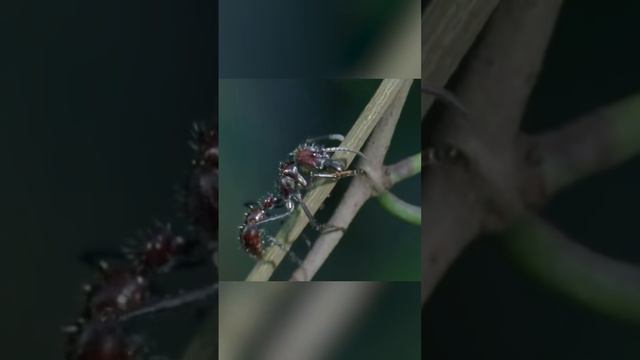 Самый страшный враг насекомых - кордицепс