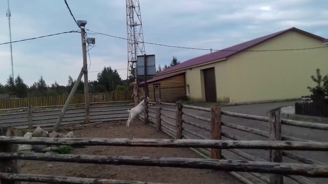 ЗООПАРК ФЕРМЕР/Сельская Жизнь Деревня Доможирово/Экотуризм смотреть онлайн