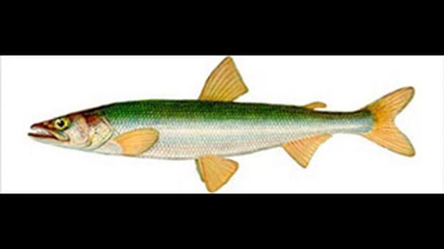 Русская рыба смотреть онлайн