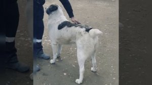 алабай кавказец пастух