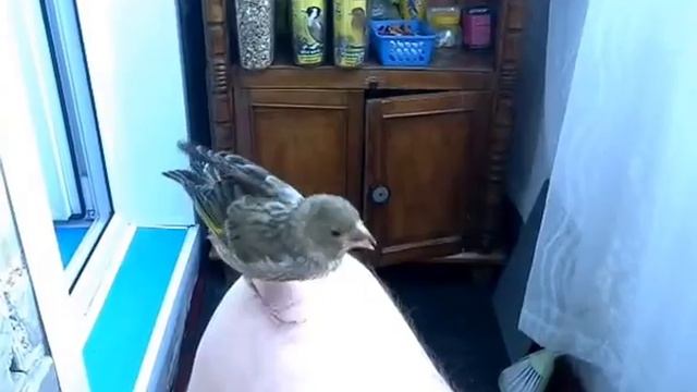 Зеленушка. Ручной птенец