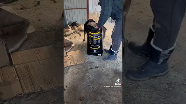 Спасение и помощь бездомным животным.